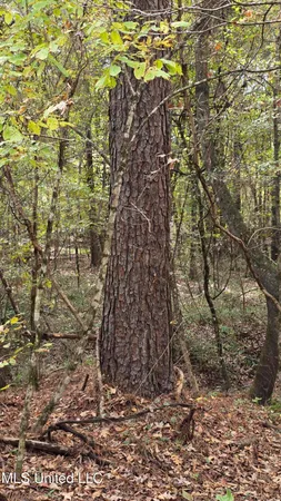 $395,000 | 19757 Highway 17, Lexington, MS 39095