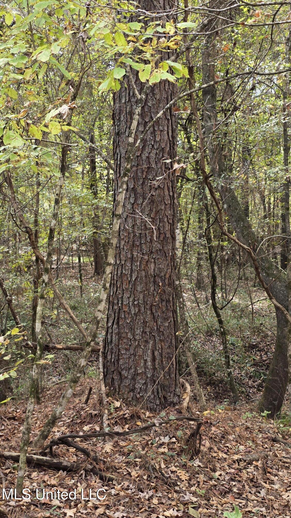 19757 Highway 17 Lexington, MS 39095 - Photo 6 of 59 20251024_112133