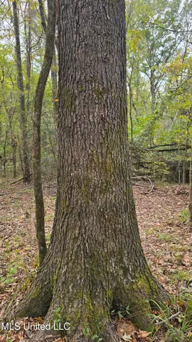 $395,000 | 19757 Highway 17, Lexington, MS 39095