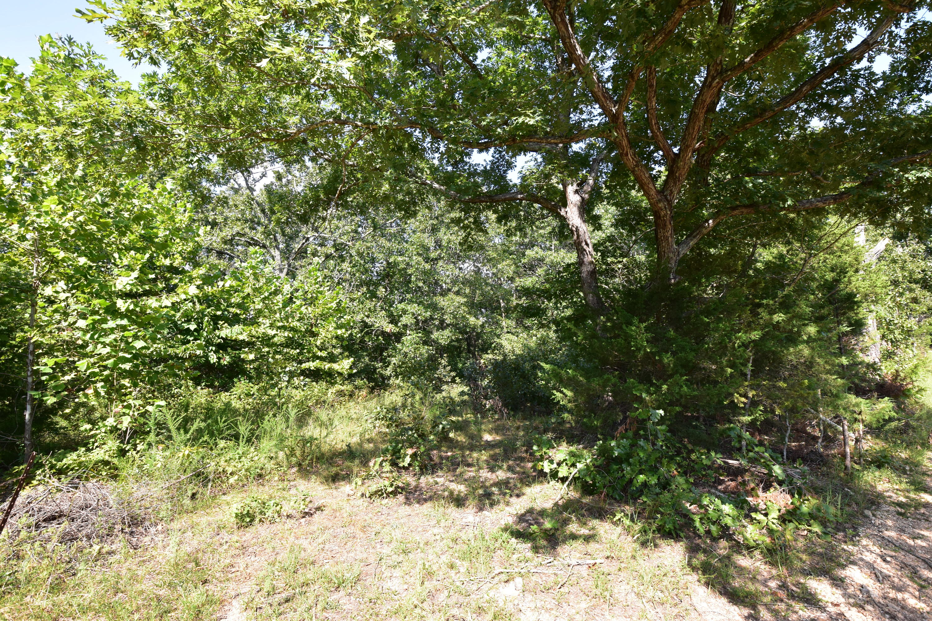 0 Deckard Road Fordland, MO 65652 - Photo 5 of 5 DSC_9056