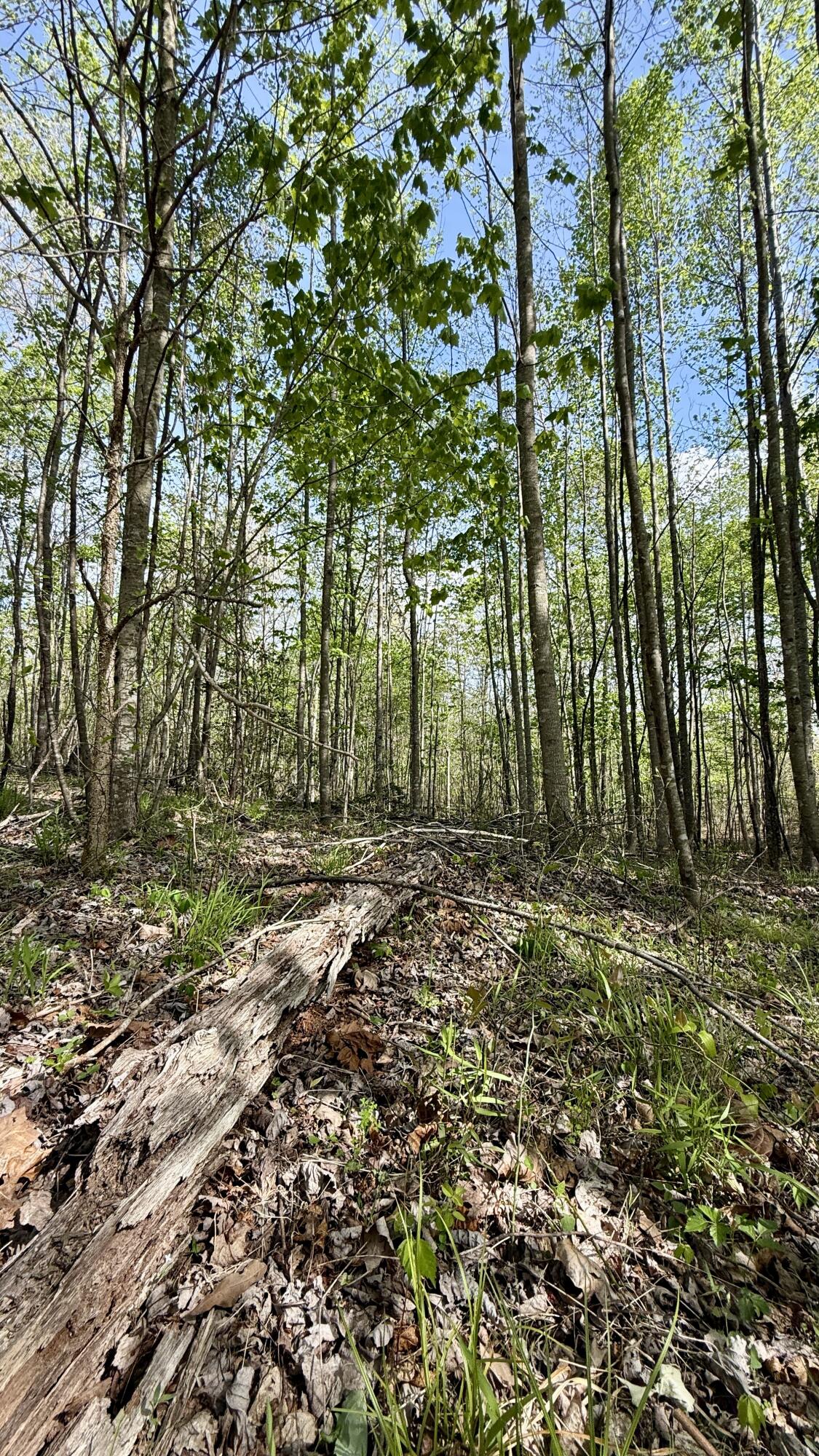 0 Owl Hollow Road, Unit 2 Palmer, TN 37365 - Photo 12 of 17 IMG_4886