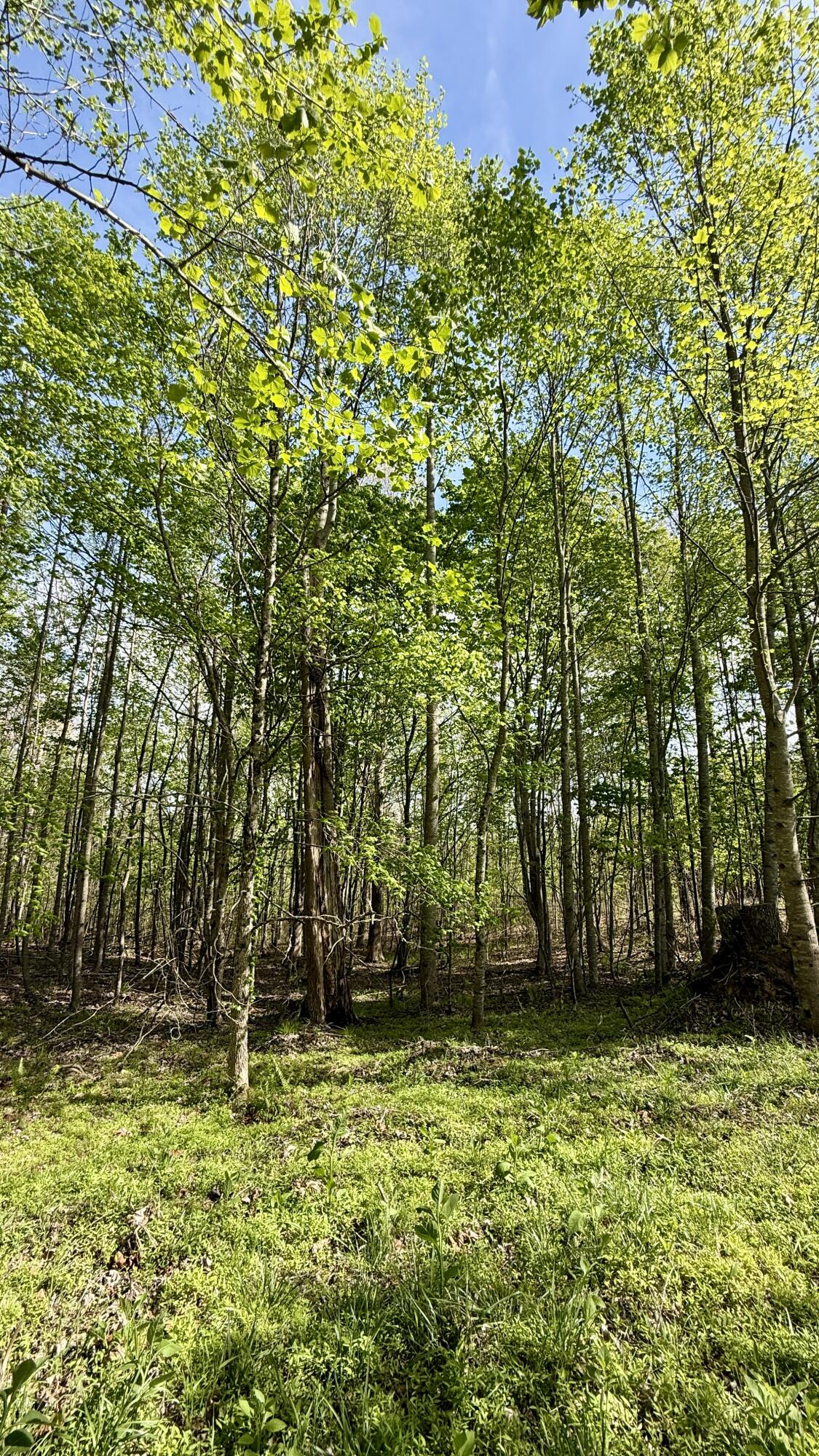 0 Owl Hollow Road, Unit 2 Palmer, TN 37365 - Photo 13 of 17 IMG_4885