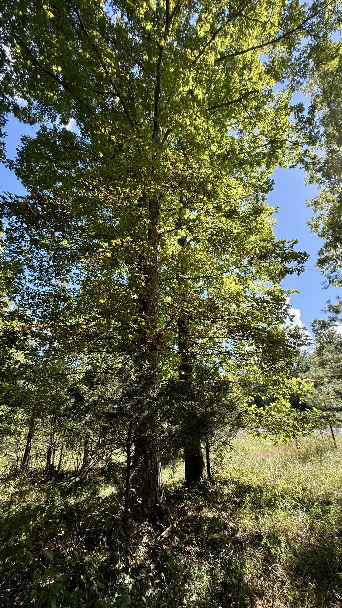 0 Owl Hollow Road, Unit 2 Palmer, TN 37365 - Photo 17 of 17 IMG_2470