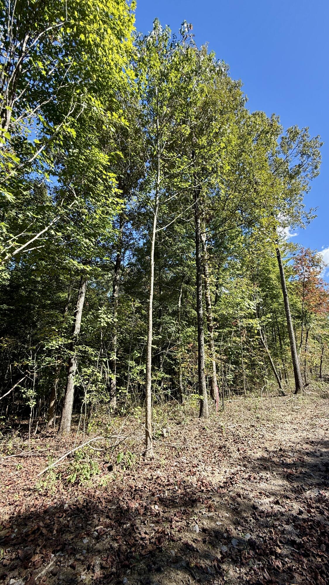 0 Owl Hollow Road, Unit 2 Palmer, TN 37365 - Photo 3 of 17 IMG_2445