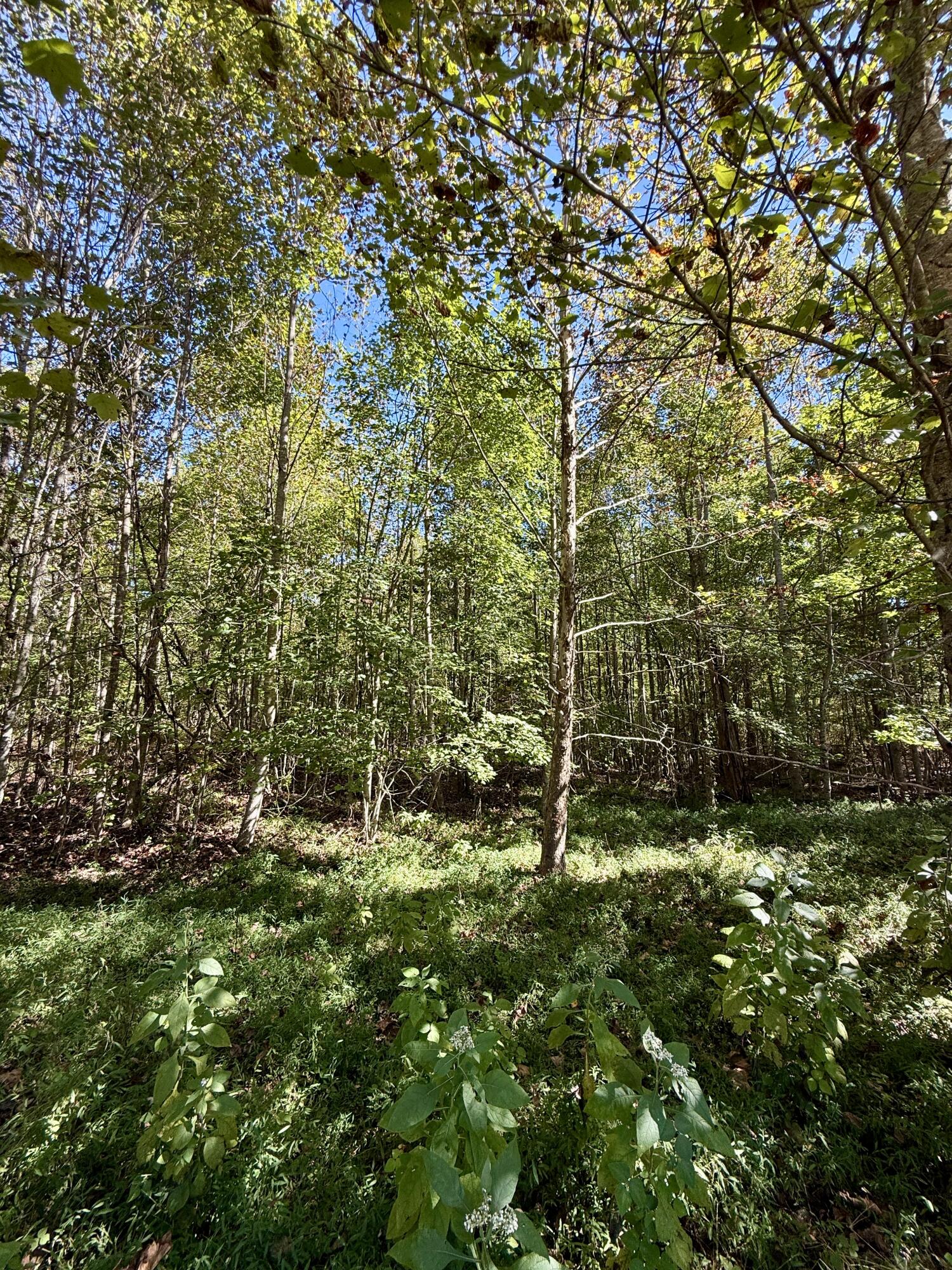 0 Owl Hollow Road, Unit 2 Palmer, TN 37365 - Photo 4 of 17 IMG_2446