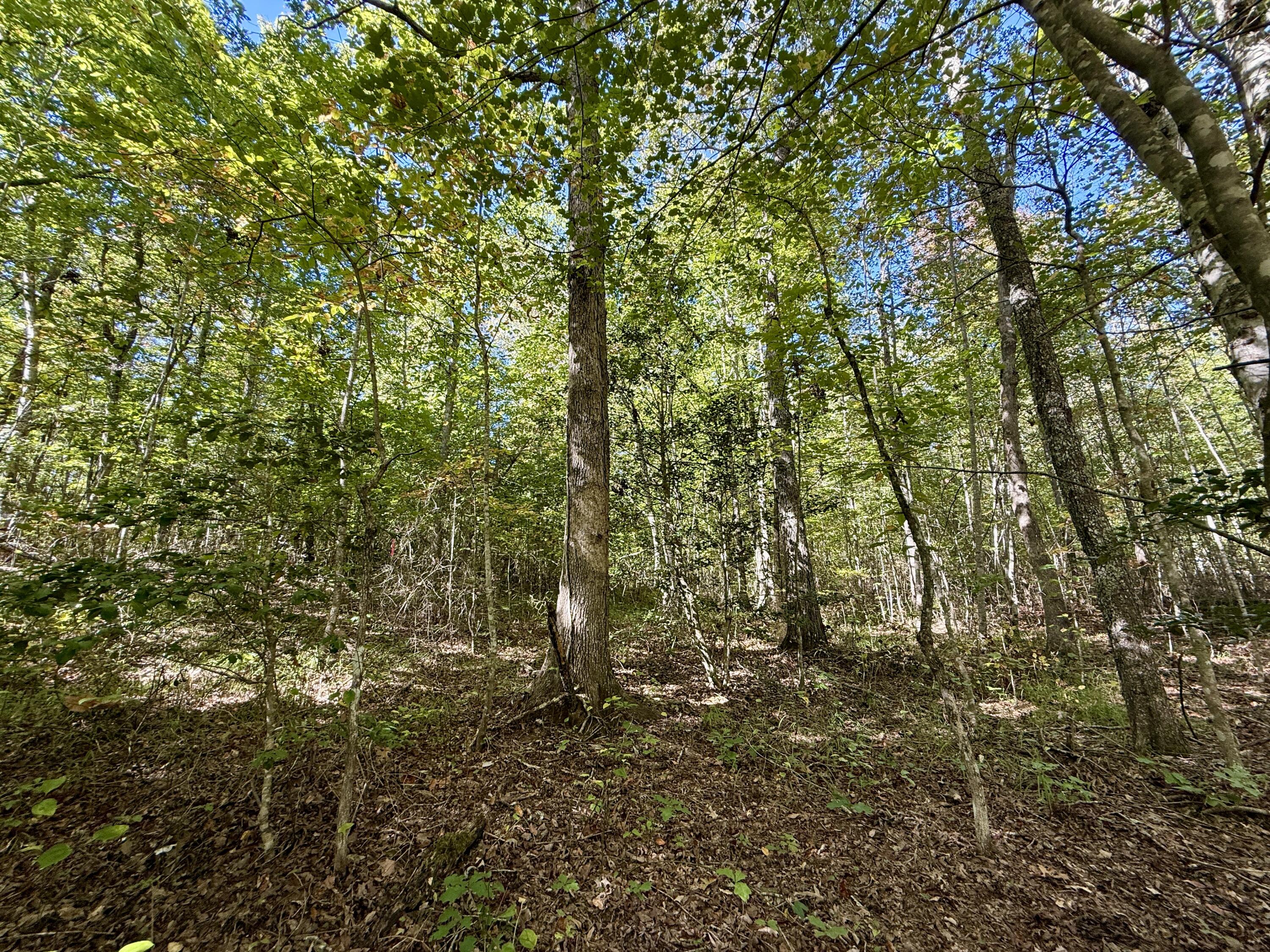 0 Owl Hollow Road, Unit 2 Palmer, TN 37365 - Photo 6 of 17 IMG_2455