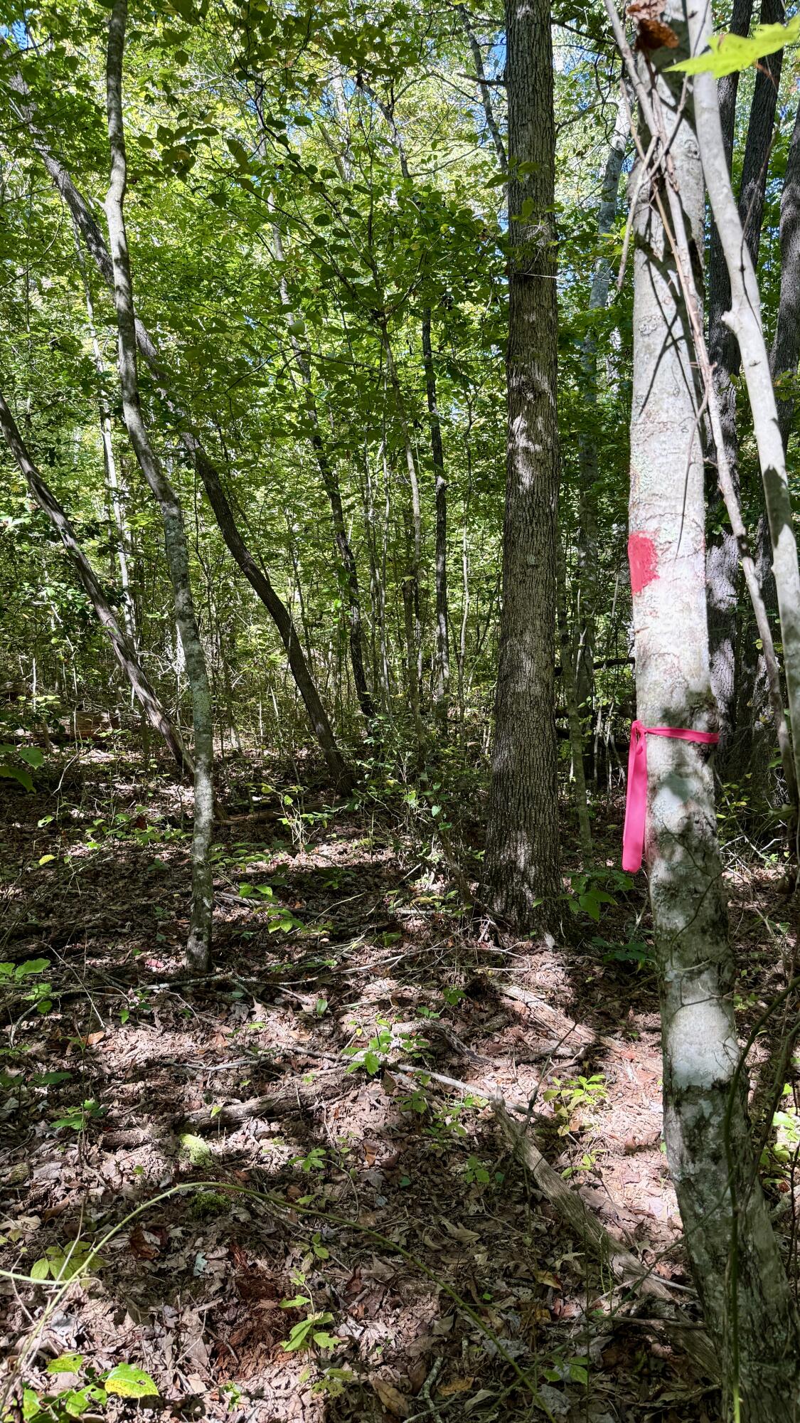 0 Owl Hollow Road, Unit 2 Palmer, TN 37365 - Photo 7 of 17 IMG_2458