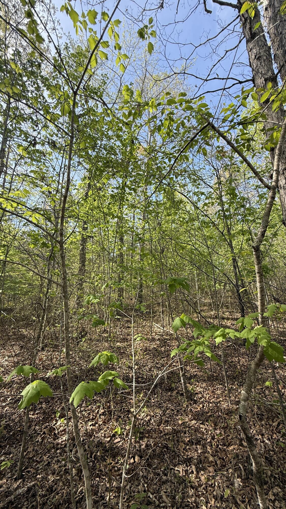 0 Owl Hollow Road, Unit 2 Palmer, TN 37365 - Photo 9 of 17 IMG_4894