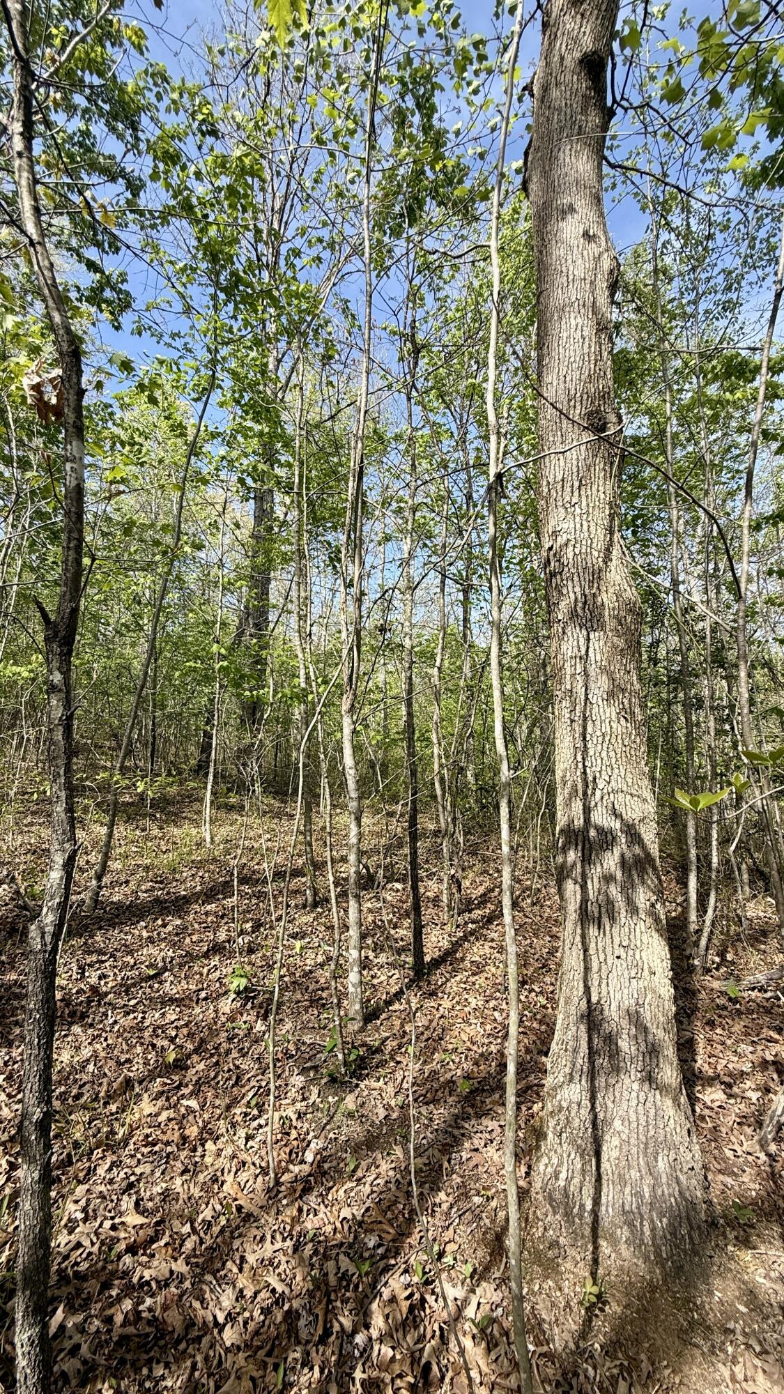 0 Owl Hollow Road, Unit 2 Palmer, TN 37365 - Photo 10 of 17 IMG_4892