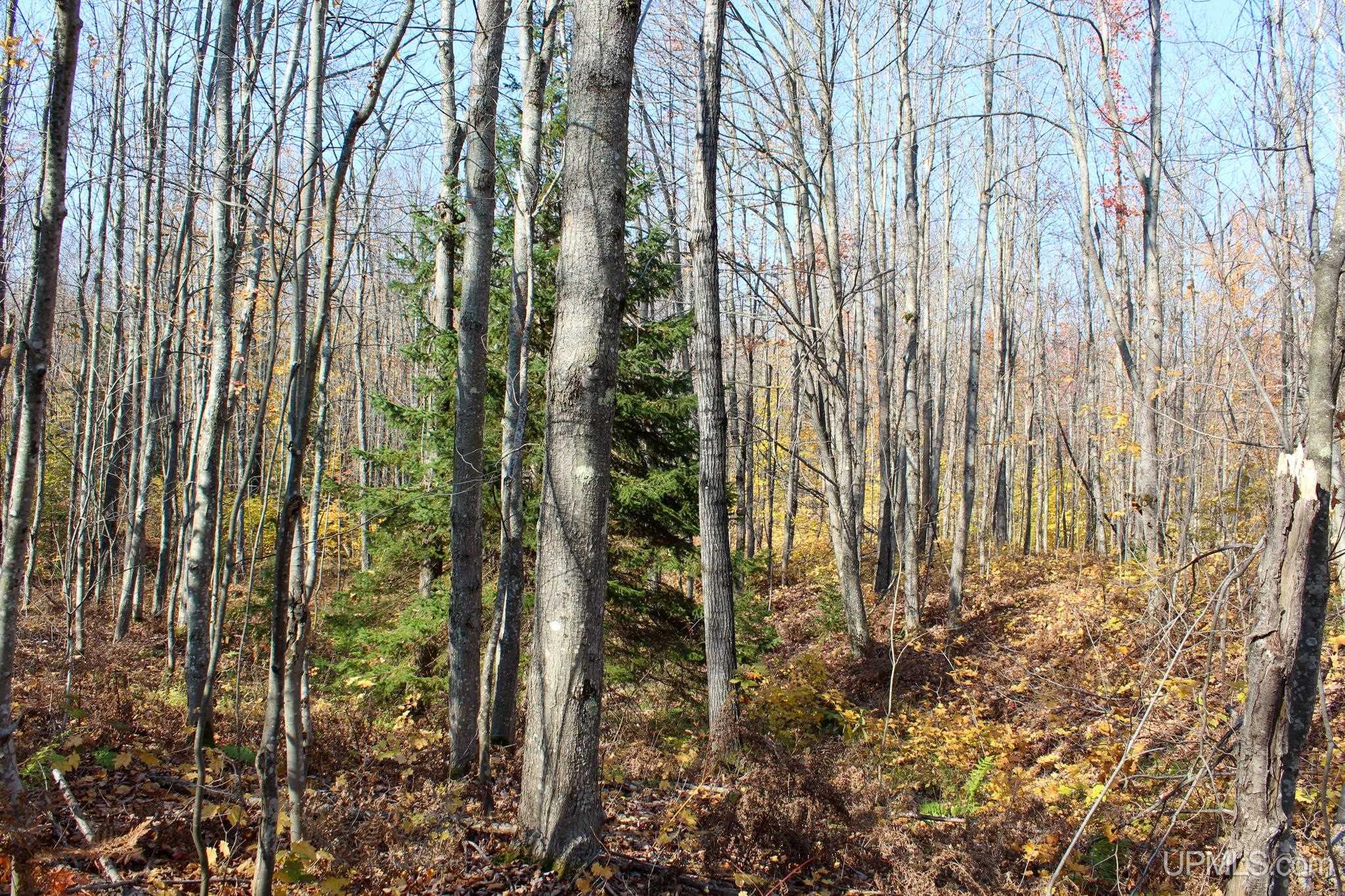 Tbd Pike River Road Chassell, MI 49916 - Photo 39 of 57 Gallery Image 39
