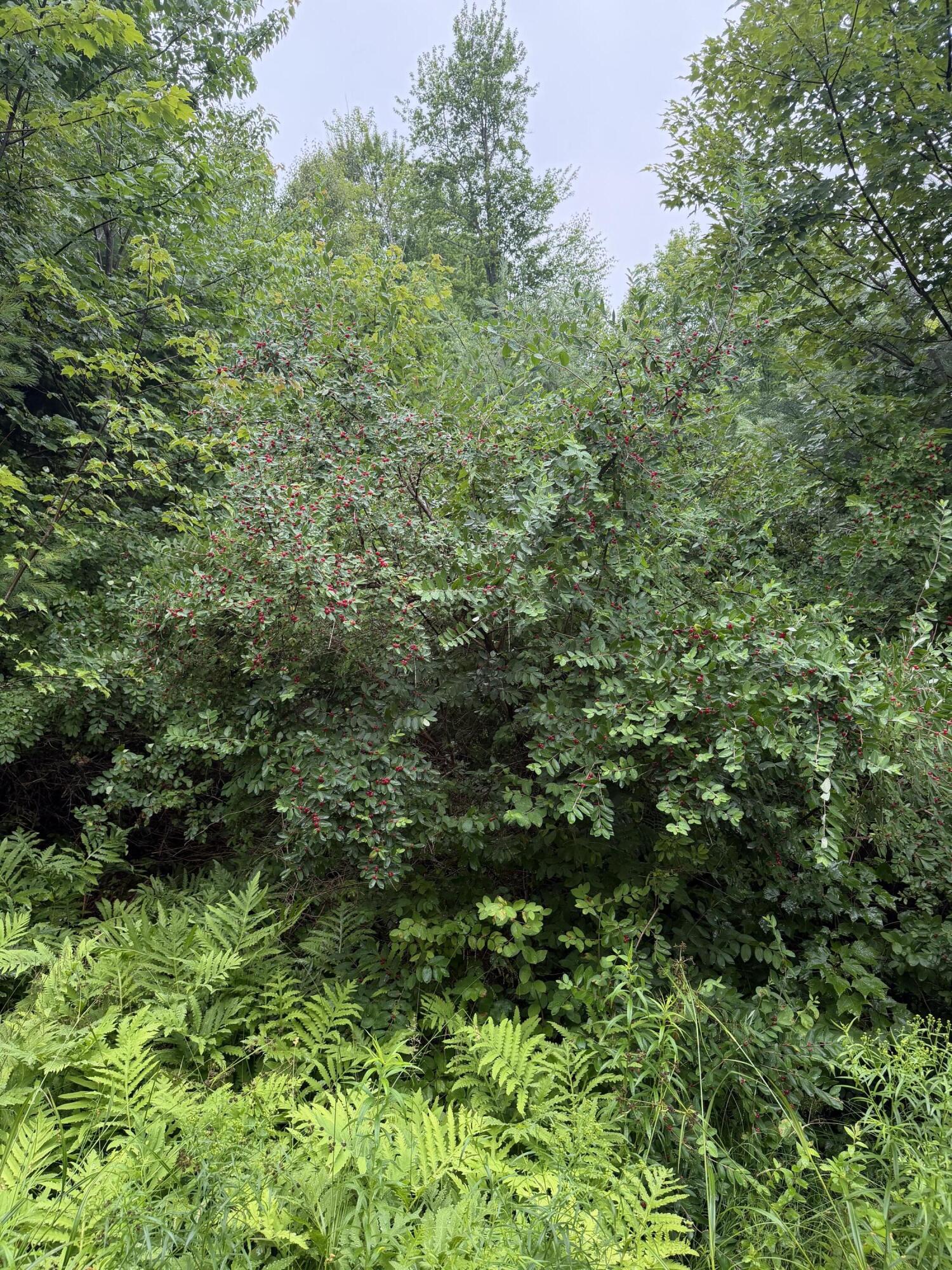 4 Kolm Lane Sebec, ME 04481 - Photo 6 of 7 IMG_4247