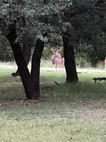 a view of a tree in the yard