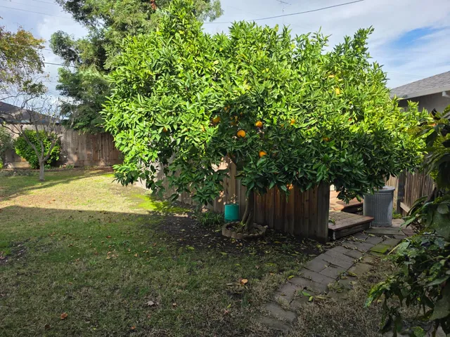 a view of a backyard with large trees