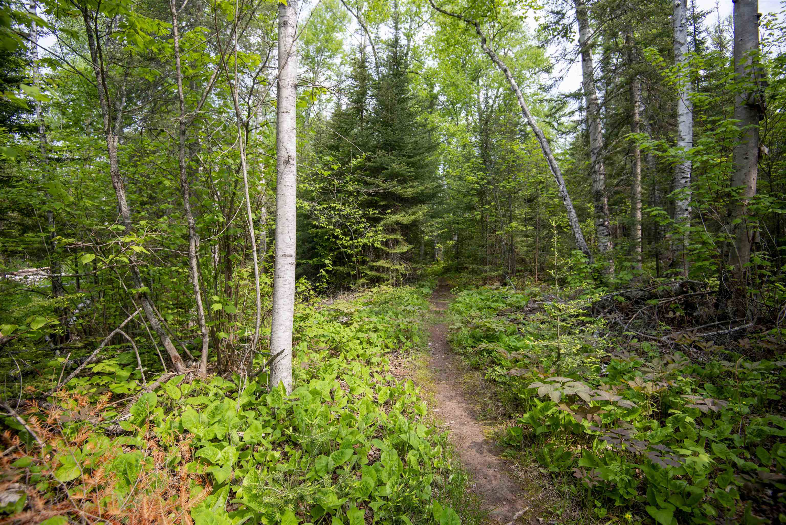 23 Senty Road Grand Marais, MN 55604 - Photo 42 of 51 Trail to Pincushion