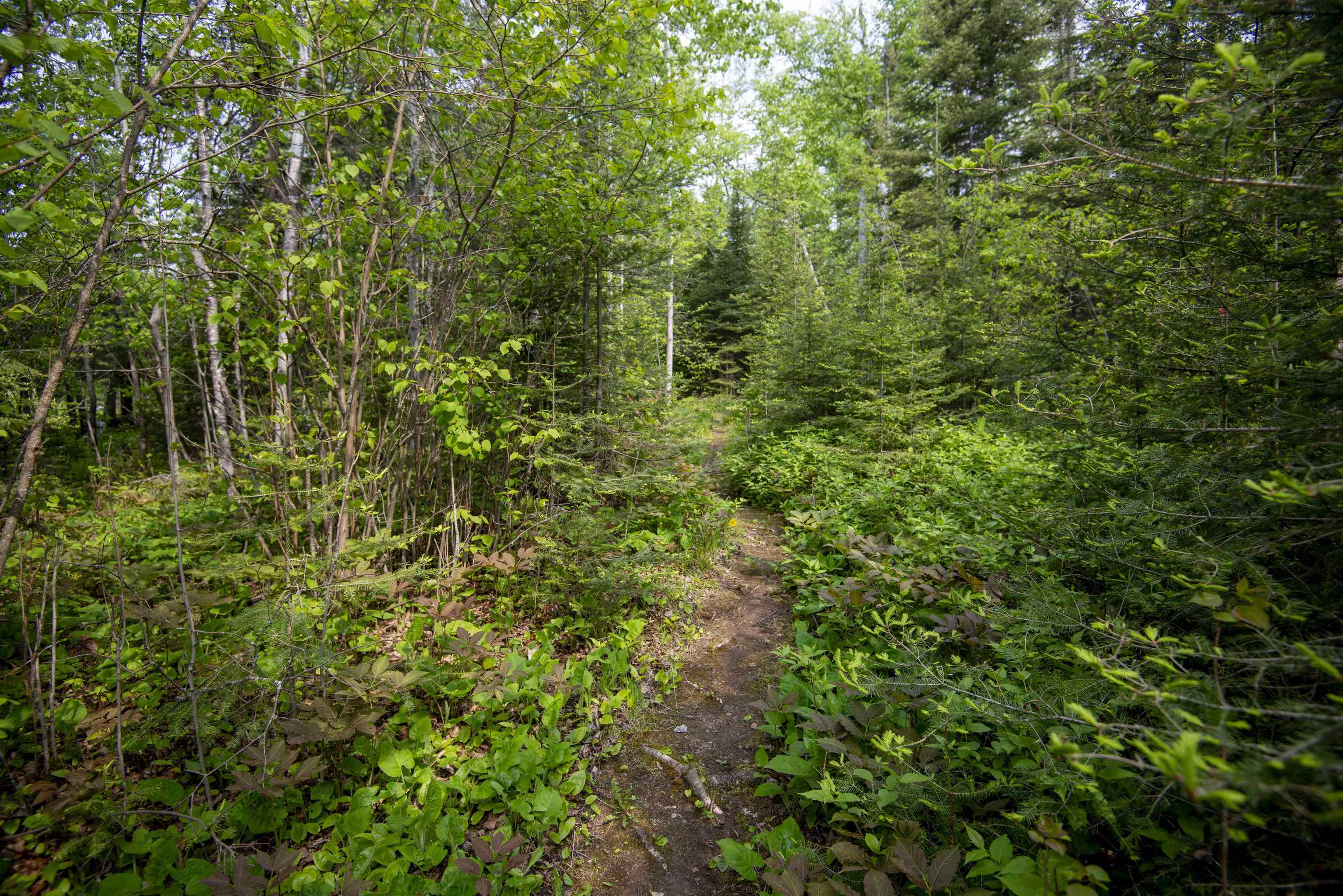 23 Senty Road Grand Marais, MN 55604 - Photo 43 of 51