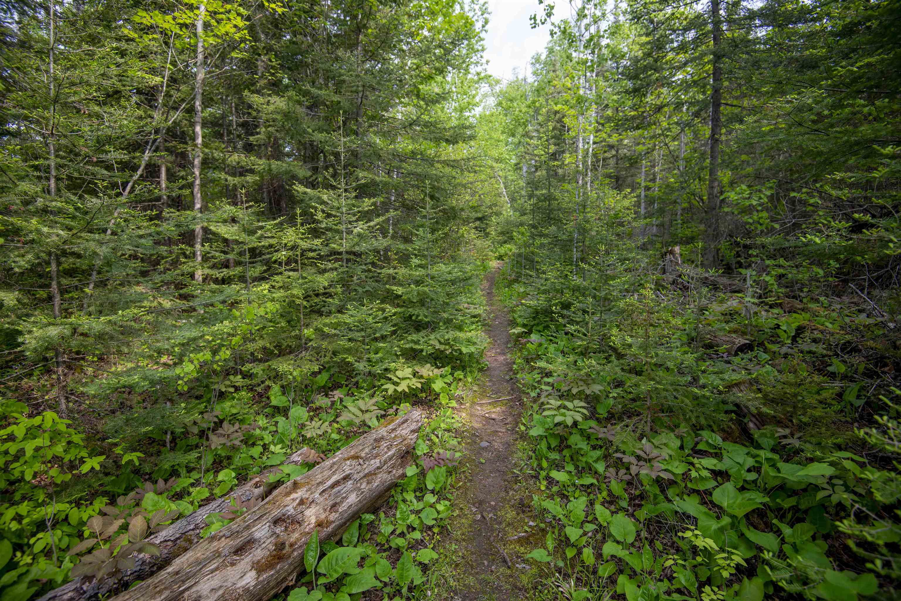 23 Senty Road Grand Marais, MN 55604 - Photo 44 of 51