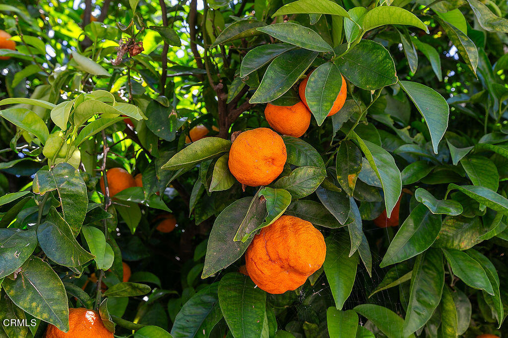 95 Avocado Place Camarillo, CA 93010 - Photo 71 of 74 a view of a swimming pool in a backyard