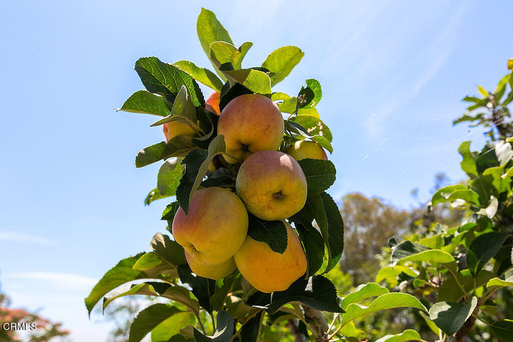 95 Avocado Place Camarillo, CA 93010 - Photo 72 of 74 a close up of a flower in a garden