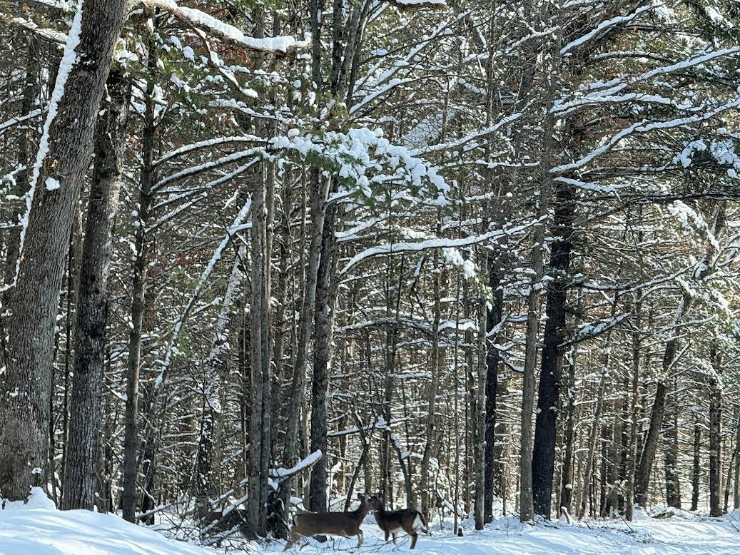 10652 North River Road, Unit E Irons, MI 49644 - Photo 11 of 11 0