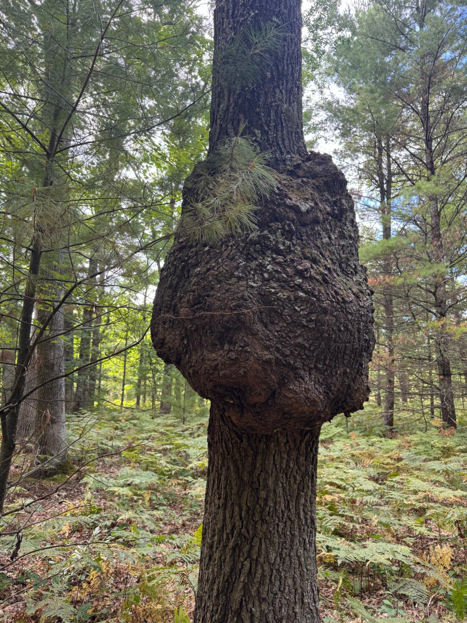 10652 North River Road, Unit E Irons, MI 49644 - Photo 6 of 11 IMG_20260318_175439