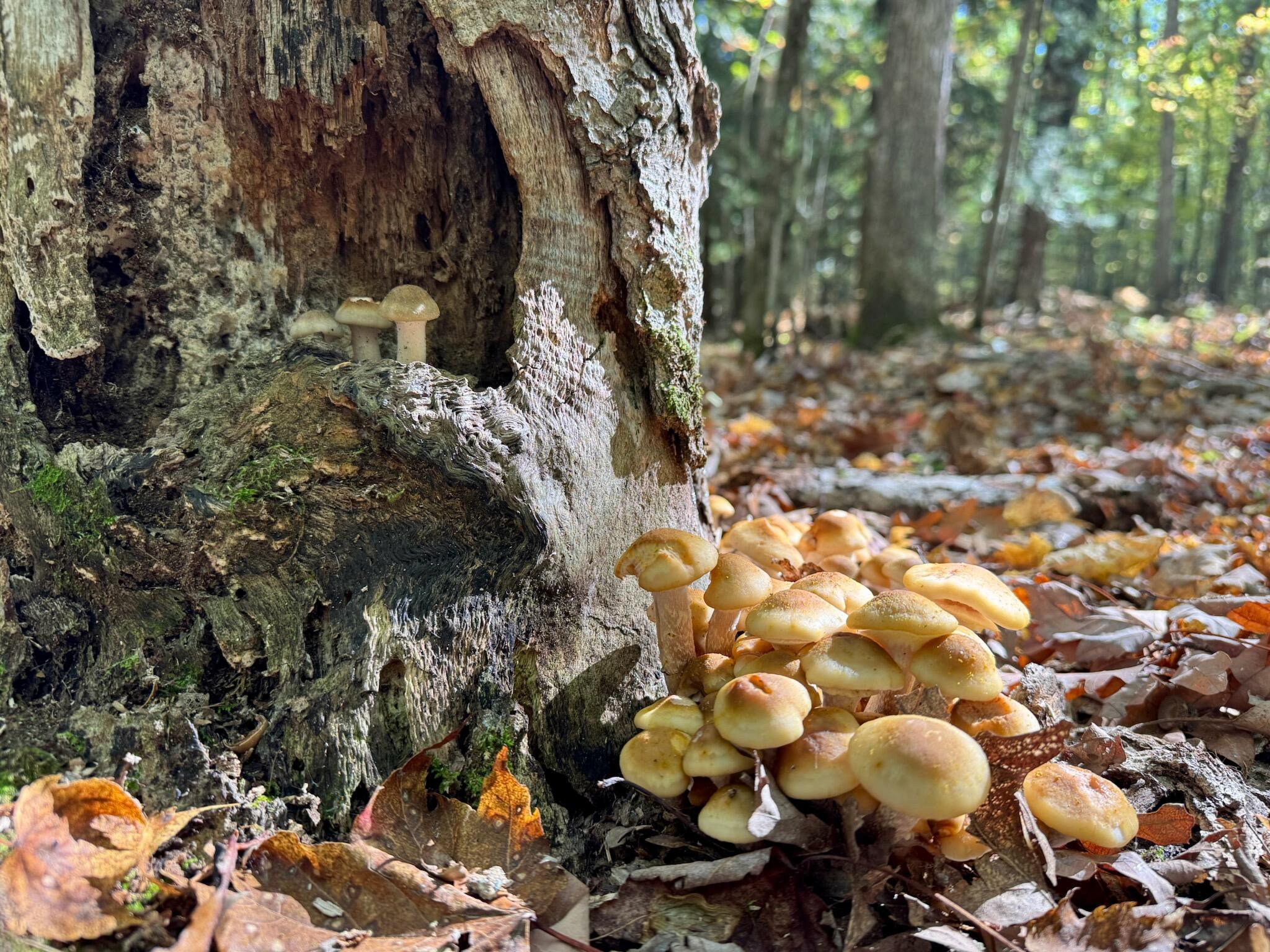 10652 North River Road, Unit E Irons, MI 49644 - Photo 8 of 11 IMG_20260318_175447