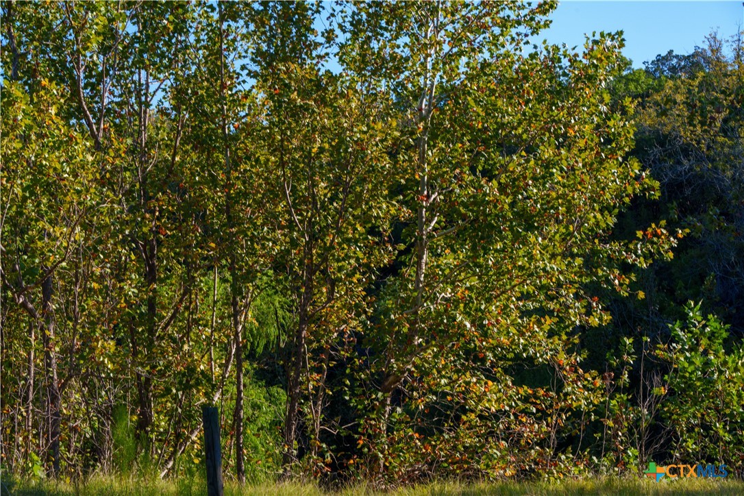 582 Delaware Creek Road Boerne, TX 78006 - Photo 47 of 48 a view of a tree
