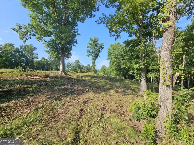 a view of a yard with plants and trees