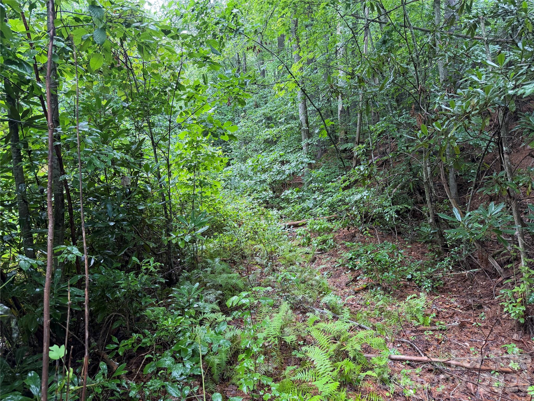 Off Donald McCall Road Balsam Grove, NC 28708 - Photo 30 of 47 Gallery Image 30