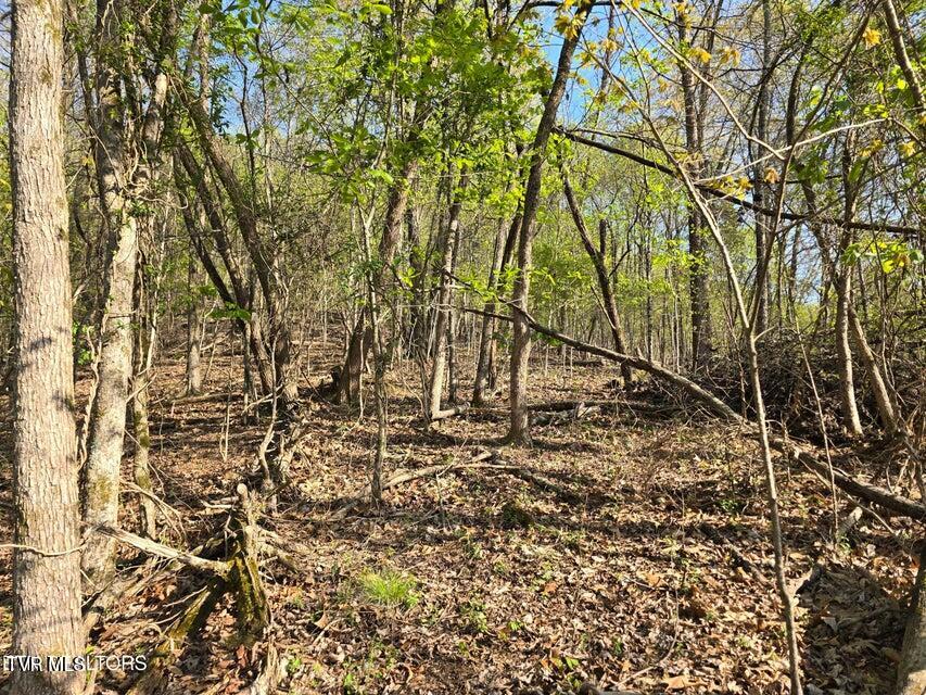 Tbd Boatmans Mountain Road Morristown, TN 37814 - Photo 13 of 57 14