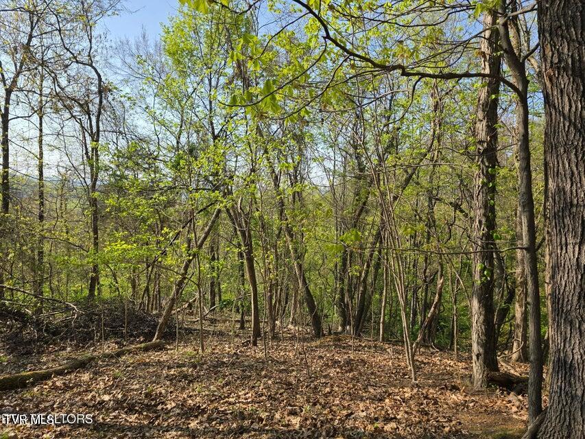 Tbd Boatmans Mountain Road Morristown, TN 37814 - Photo 14 of 57 15