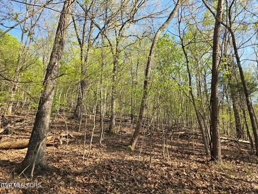 Tbd Boatmans Mountain Road Morristown, TN 37814 - Photo 15 of 57 16
