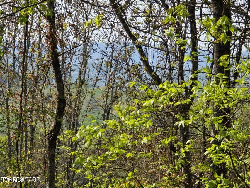 Tbd Boatmans Mountain Road Morristown, TN 37814 - Photo 17 of 57 18