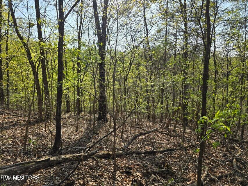 Tbd Boatmans Mountain Road Morristown, TN 37814 - Photo 19 of 57 20