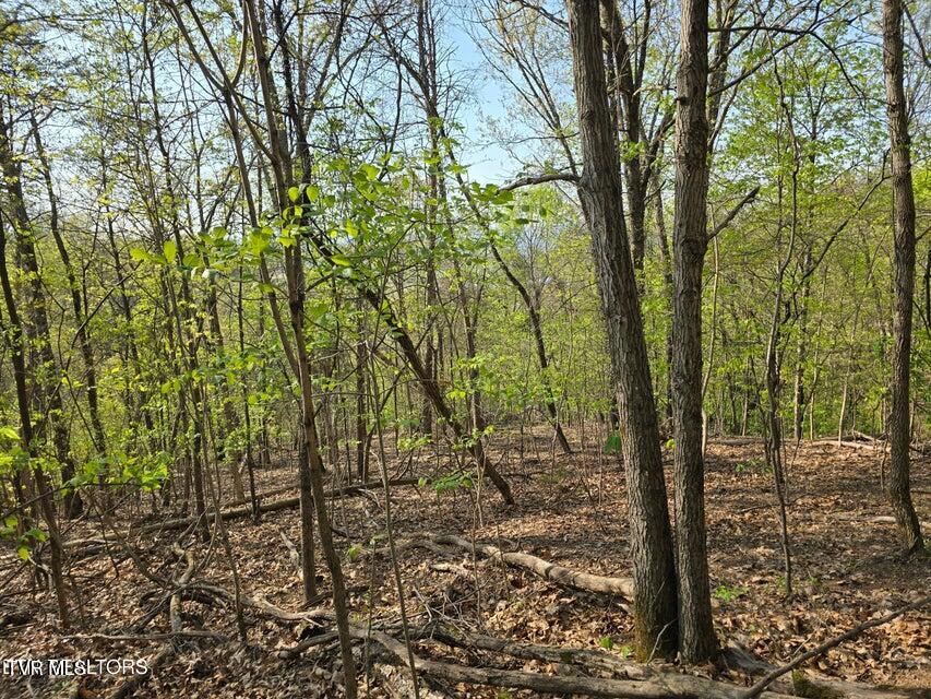 Tbd Boatmans Mountain Road Morristown, TN 37814 - Photo 20 of 57 21