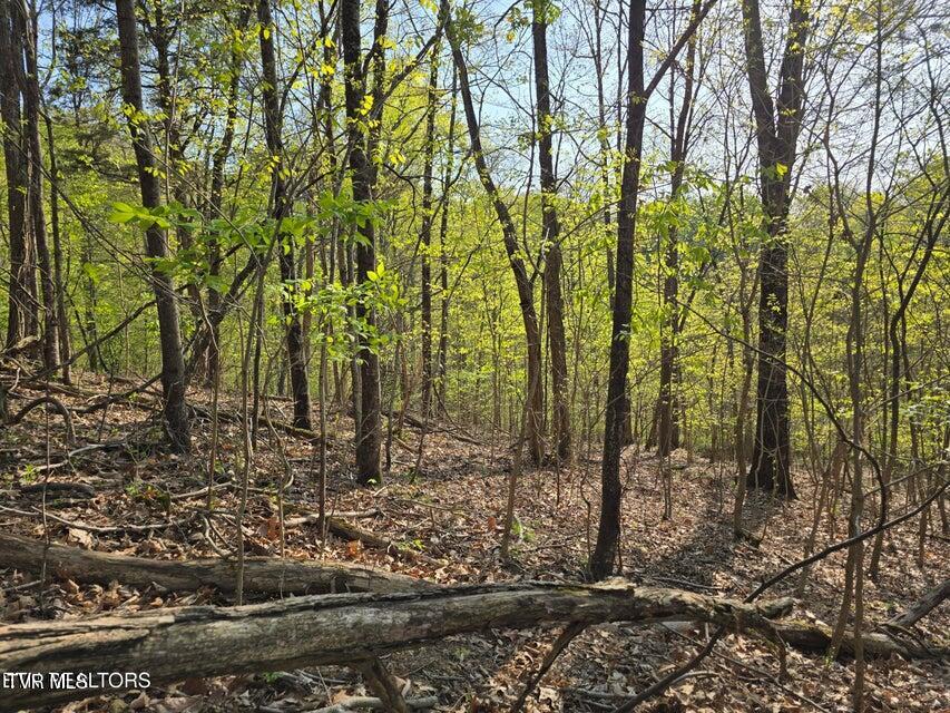Tbd Boatmans Mountain Road Morristown, TN 37814 - Photo 22 of 57 23