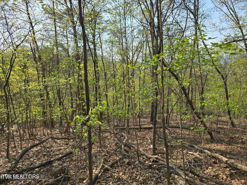 Tbd Boatmans Mountain Road Morristown, TN 37814 - Photo 23 of 57 24