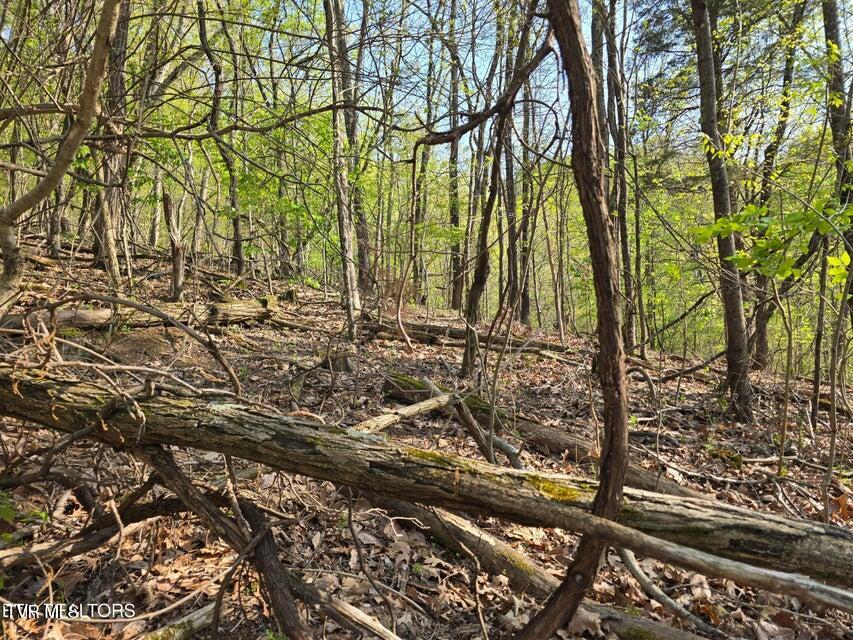 Tbd Boatmans Mountain Road Morristown, TN 37814 - Photo 25 of 57 26
