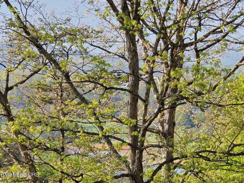 Tbd Boatmans Mountain Road Morristown, TN 37814 - Photo 43 of 57 44