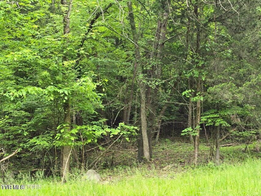 Tbd Boatmans Mountain Road Morristown, TN 37814 - Photo 51 of 57 54