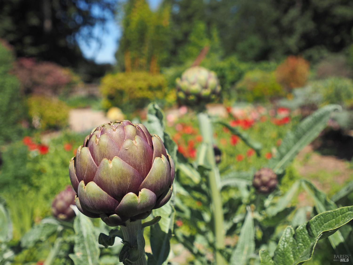 626 Gold Ridge Road Sebastopol, CA 95472 - Photo 29 of 35