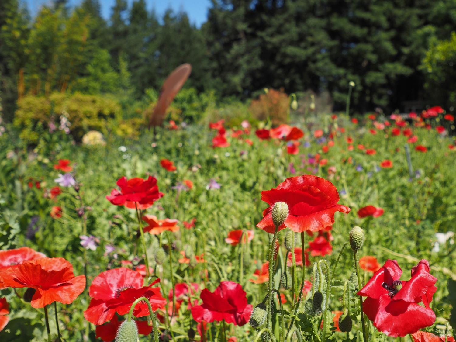 626 Gold Ridge Road Sebastopol, CA 95472 - Photo 30 of 35