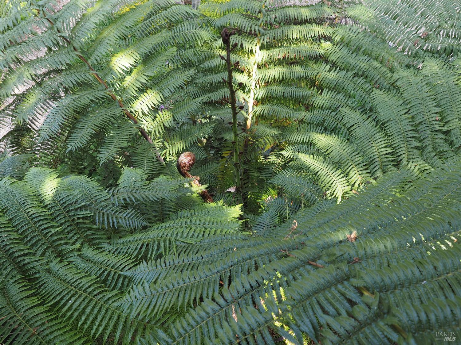 626 Gold Ridge Road Sebastopol, CA 95472 - Photo 34 of 35