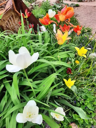 a close up of a white flower in a garden