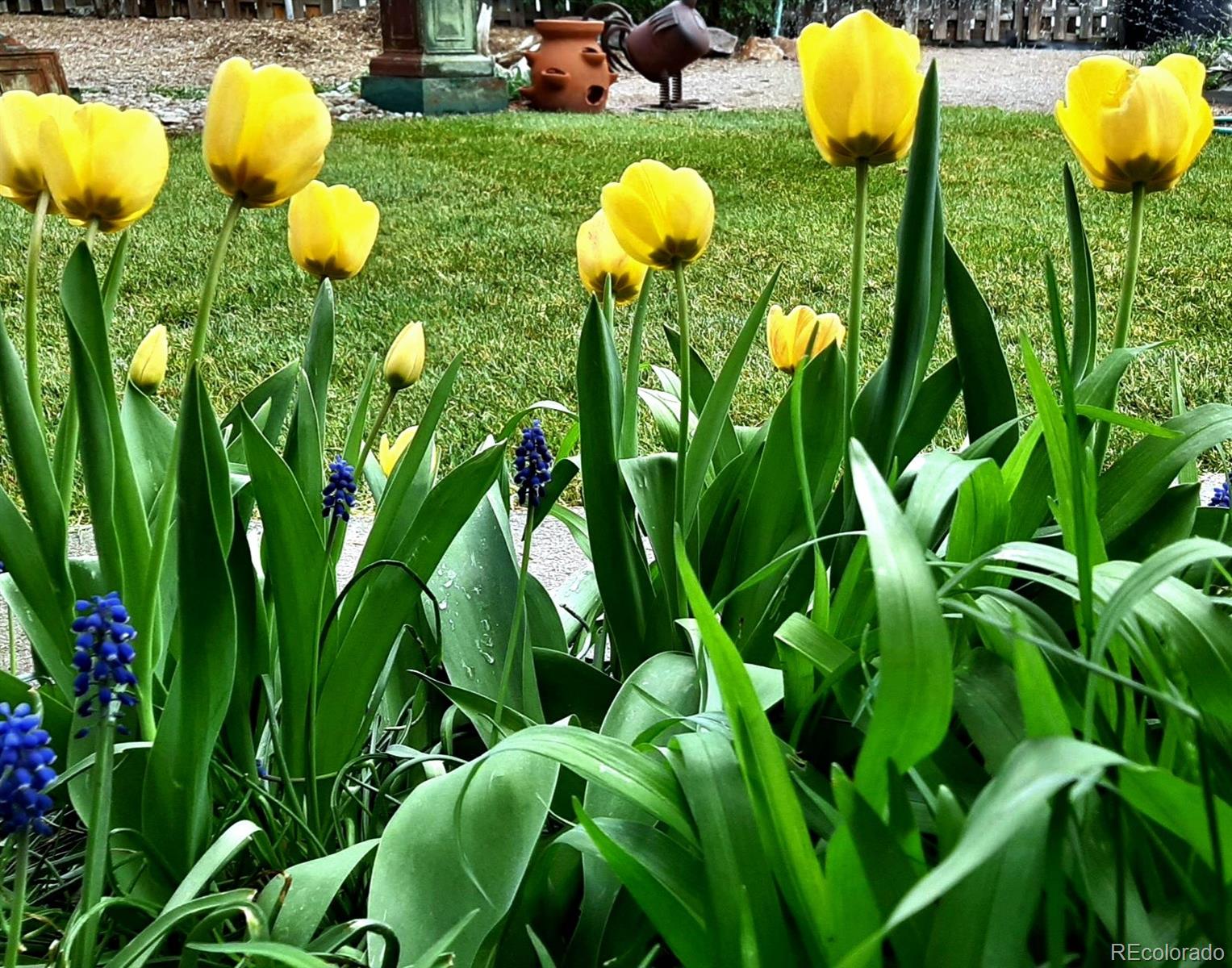 9795 Morrison Road Lakewood, CO 80227 - Photo 26 of 27 a view of a bunch of plant in a garden