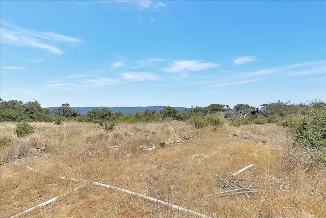 a view of a forest filled with trees