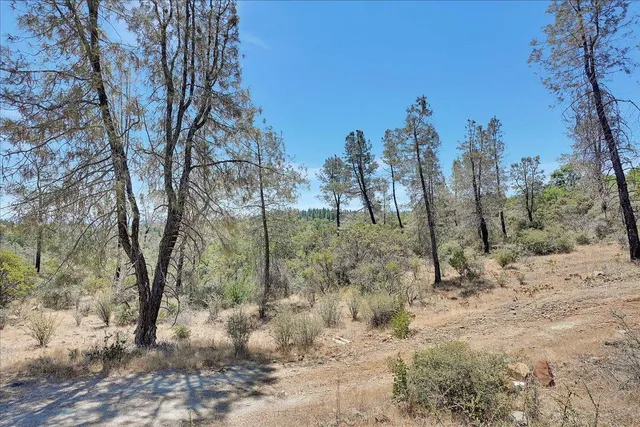 a view of a dirt area with large trees