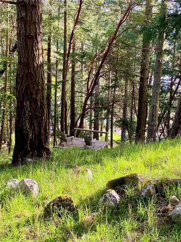 a view of a lush green forest