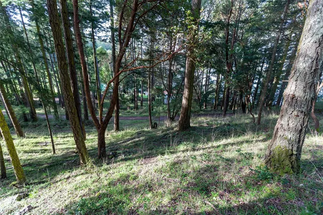 a big yard with lots of green space and deers
