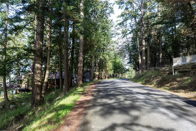 a view of a lush green forest