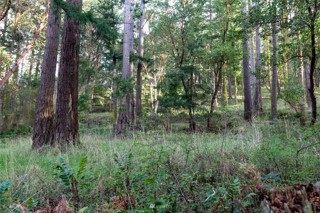 a big yard with flowing stream of water in middle